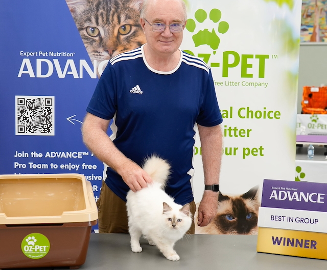 Helga wins Best longhair kitten at her first show