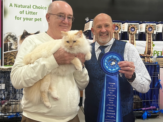 Yurgen wins Best Birman desexed at the 2026 Brisbane Birman show
